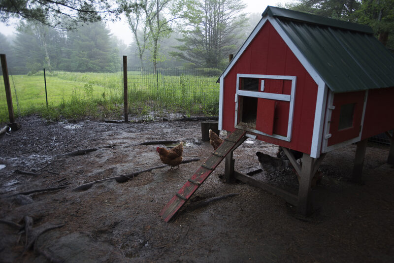 Chickens in the Mist